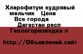 Хларофитум кудрявый мальчик › Цена ­ 30 - Все города  »    . Дагестан респ.,Геологоразведка п.